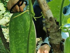 -樂桃源奉贤黄桃种植采摘基地