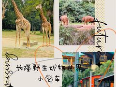-广州长隆野生动物世界