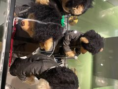 -成都泰迪熊博物馆
