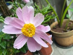 -野妹经典火锅(保利店)