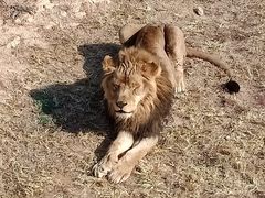 -西霞口神雕山野生动物世界