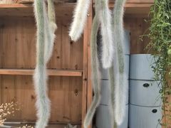 -双季花艺园艺市场(浦东店)