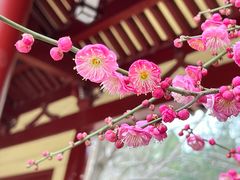 -庐山风景名胜区-东林大佛