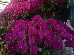 -朝来春花卉市场-东停车场