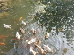 -逸廊大堂吧-下午茶·简餐-千岛湖自由洲际殿