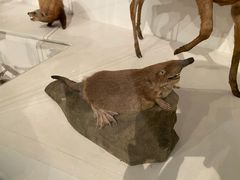 -墨尔本博物馆(Melbourne Museum)