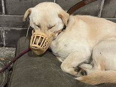 -夹夹大·蟹蟹大排档(财富又一城店)