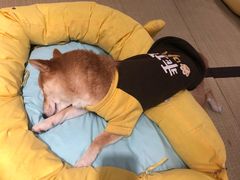 -逗柴咖啡屋·狗咖猫咖宠物桌游