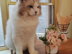 -猫小院猫主题餐厅(南锣旗舰店)