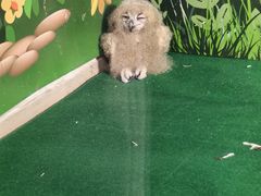 -广州长隆飞鸟乐园