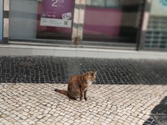 -胜利茶餐室