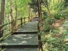 -铁山坪森林公园