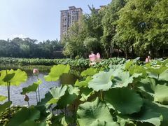 -陈家山荷花公园