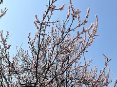 -北京鹫峰国家森林公园