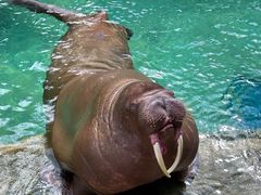 -珠海长隆海洋王国