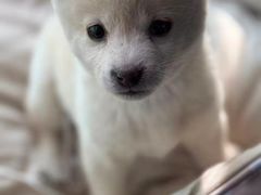 -爱派特动物医院·全科诊疗中心