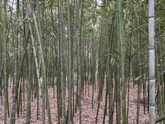 -同里国家湿地公园