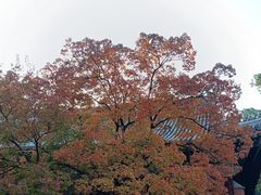 -香山公园