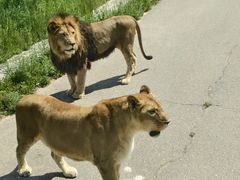 -鄂尔多斯野生动物园