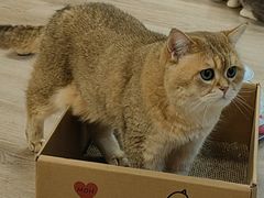 -柴迷FANS CLUB·柴犬狗咖·猫咖
