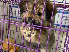 -A猫a狗全科·犬猫异宠·芥西宠物医院(南开总院)