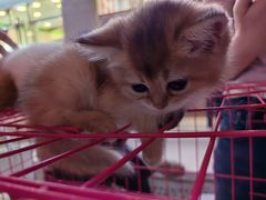 -万达广场(泰安泰山店)