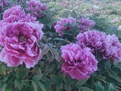 -曹州百花园