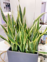 -FUTURE HN男士发型风格设计