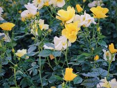 -人民公园(罗湖区)