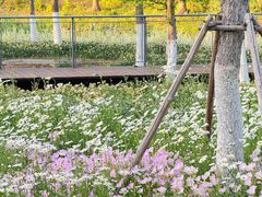 -昆山城市生态森林公园