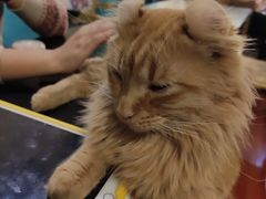 -猫小院猫主题咖啡厅(北锣店)