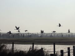 -盐城丹顶鹤湿地生态旅游区