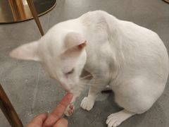 -飞行喵MR PILOT|猫舍·猫咖(静安大融城店)