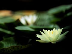 -陈家山荷花公园