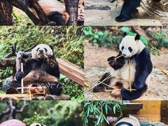 -广州长隆野生动物世界