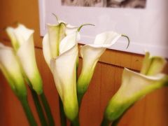 双季花艺园艺市场-双季花艺园艺市场(浦东店)