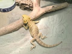 -上海大自然野生昆虫馆(东方明珠·爬宠昆虫探索中心)