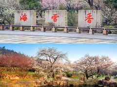 -香雪海