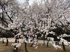 -北京西山国家森林公园