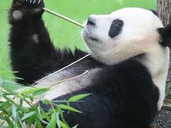 -上海野生动物园