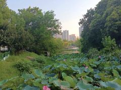-金银湖国家城市湿地公园