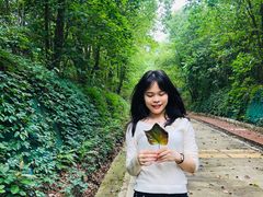 -南宁良凤江国家森林公园