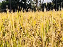 -武汉紫薇都市田园