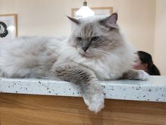 -滚猫咖啡·猫咖·猫友好撸猫(未来城店)