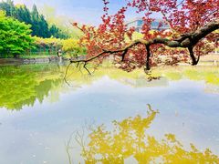 -嘉定紫藤园