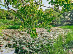 -西溪国家湿地公园