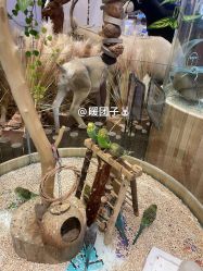 -卡通尼·Safari非洲探索乐园·生日会(金桥国际商业广场店)