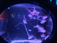 -珠海长隆海洋王国