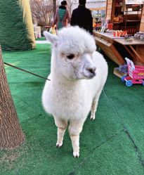 -萌宠亲子动物乐园(槐房万达店)