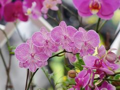 -广州兰圃